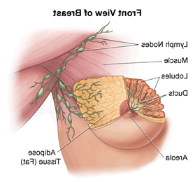 插图解剖的女性乳房，正面视图